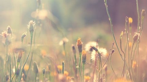 Blumenwiese - Pollen, Heuschnupfen, Allergie