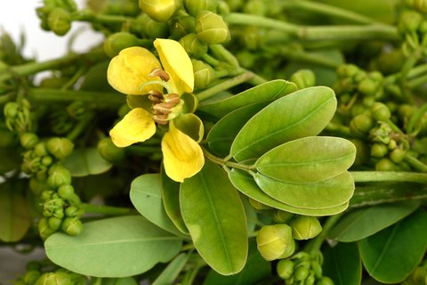 Senna Pflanze für Magen und Darm